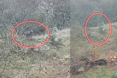 Orhaneli Yolu'na çıkan ayılar vatandaşları korkuttu