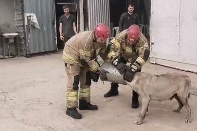 Hava filtresine sıkışan köpek kurtarıldı