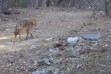 Uludağ'da fotokapana takılan tilki dikkat çekti