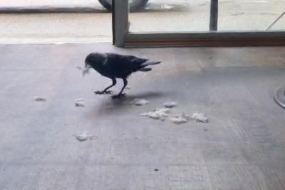 Bursa'da kuaför çırağı karga