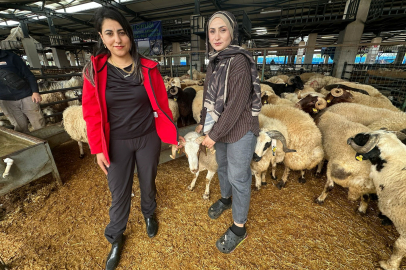 Celep kuzenler Bursa'daki kurban pazarında rekabeti artırdı