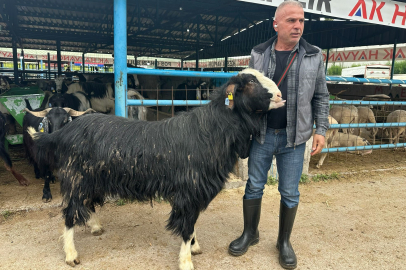 Bursa'da kurban pazarının şampiyon keçisi 47 bin liradan satıldı