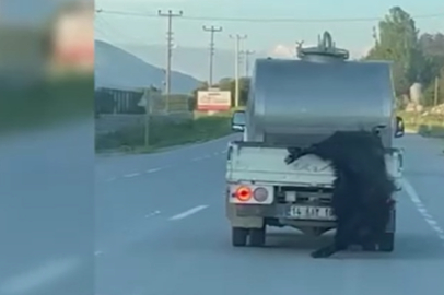 İbadet değil eziyet; Hayvanın bacaklarını aracından arkasından sarkıtarak taşıdı