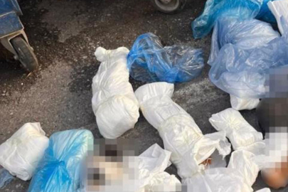 Başsavcılık itiraz etmişti, 33 kediyi öldüren veteriner tutuklandı