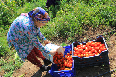 14 salça fabrikasına sahip Karacabey'de domates fidesi dikimi sürüyor