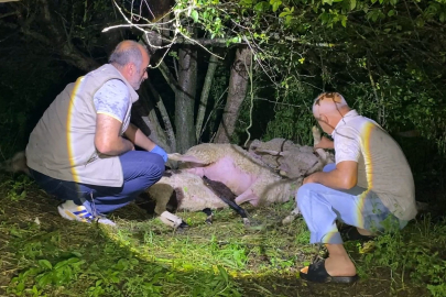 Sürüye yıldırım isabet etti, 6 küçükbaş hayvan öldü