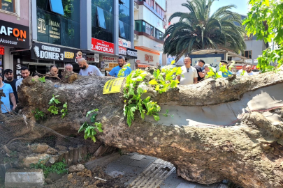 Bursa'da faciadan dönüldü...Asırlık çınar yola devrildi