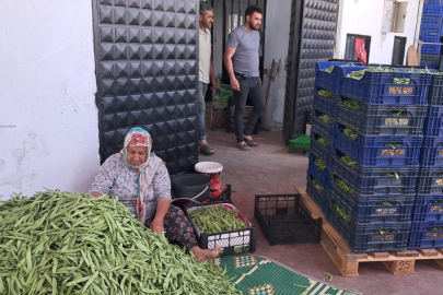 Nazende fasulyesinde hasat başladı