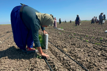 Belindeki 8 platinle tarlada ekmeğini kazanıyor