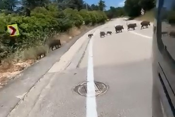 Bursa'da aç kalan domuz sürüsü şehre indi