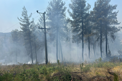 Yaz geldi, orman yangınları yine yüreklerimizi yakmaya başladı
