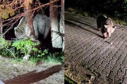 Uludağ'da görülen iri ayı hayrete düşürdü
