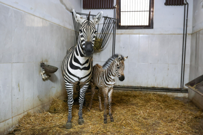 Bursa Hayvanat Bahçesi'nde zebra ailesi büyüyor