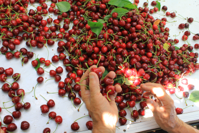 ABD ve Avrupa kirazda bu aromayı özellikle istiyor