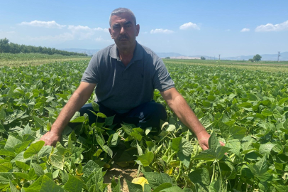 Bursa'daki bu köyde çiftçi çok rahat!