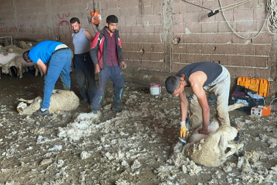 Kırkımcılar sezonunda aylık 250 bin lira kazanabiliyor