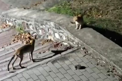 Tilki, kedi ve kirpi buluşması kamerada