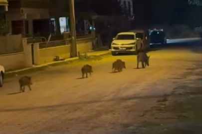 Bursa'da domuzlar şehre indi