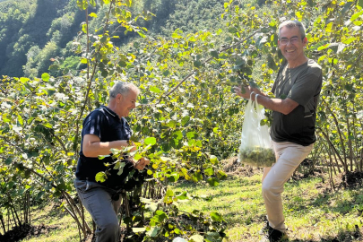 Ordu'da fındığın kaderi tüccara bırakılıyor