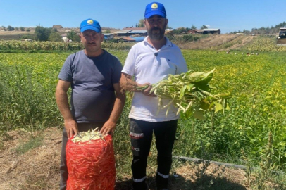Şeker fasulye köylünün umudu oldu