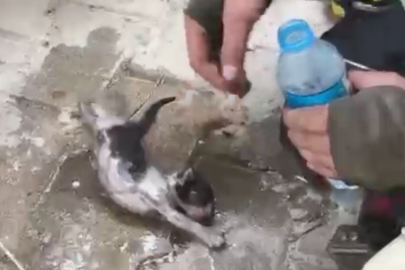 Yangında su ve oksijen verilen yavru kedi hayata döndürüldü