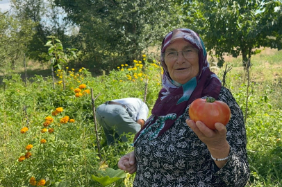 Güvercin gübresi ile çok özel domates üretimi