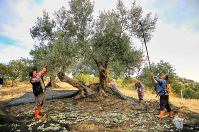 Zeytin hasadı başladı, üreticinin gözü fiyatta