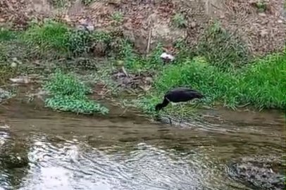Nadir görülen kara leylek, beslenirken görüntülendi