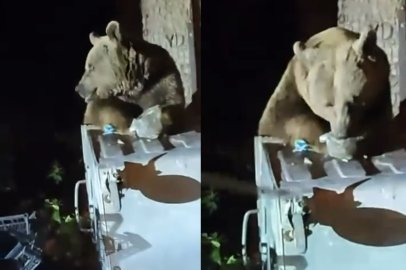 Uludağ'da aç kalan ayı yemek aradı