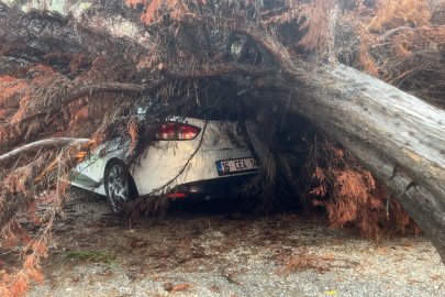 Mudanya'da sağanak yağış ağacı devirdi