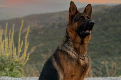 İznik'te 3 yaşındaki Alman Kurdunu bulana ödül verilecek