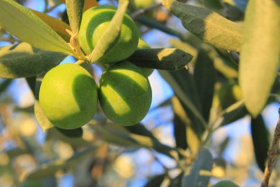 Bursa'da 1 kilogram yağlık zeytinin maliyeti belli oldu