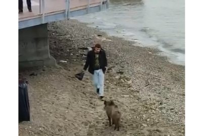Mudanya’da aç kalan domuz sahile indi