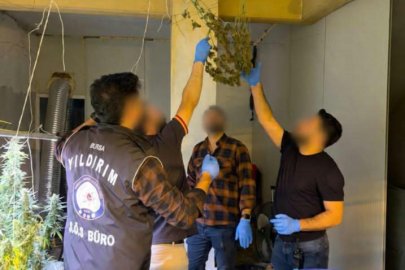 Bursa'da kasap dükkanını kenevir serasına çevirmiş